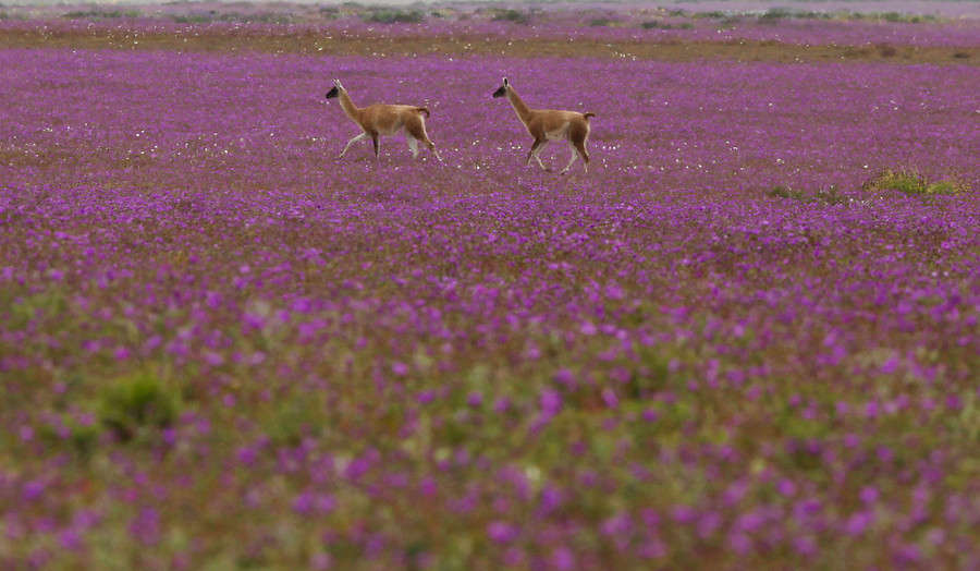 Cu Ndo Se Concretar Pronto Florecer El Desierto M S Rido Del Mundo