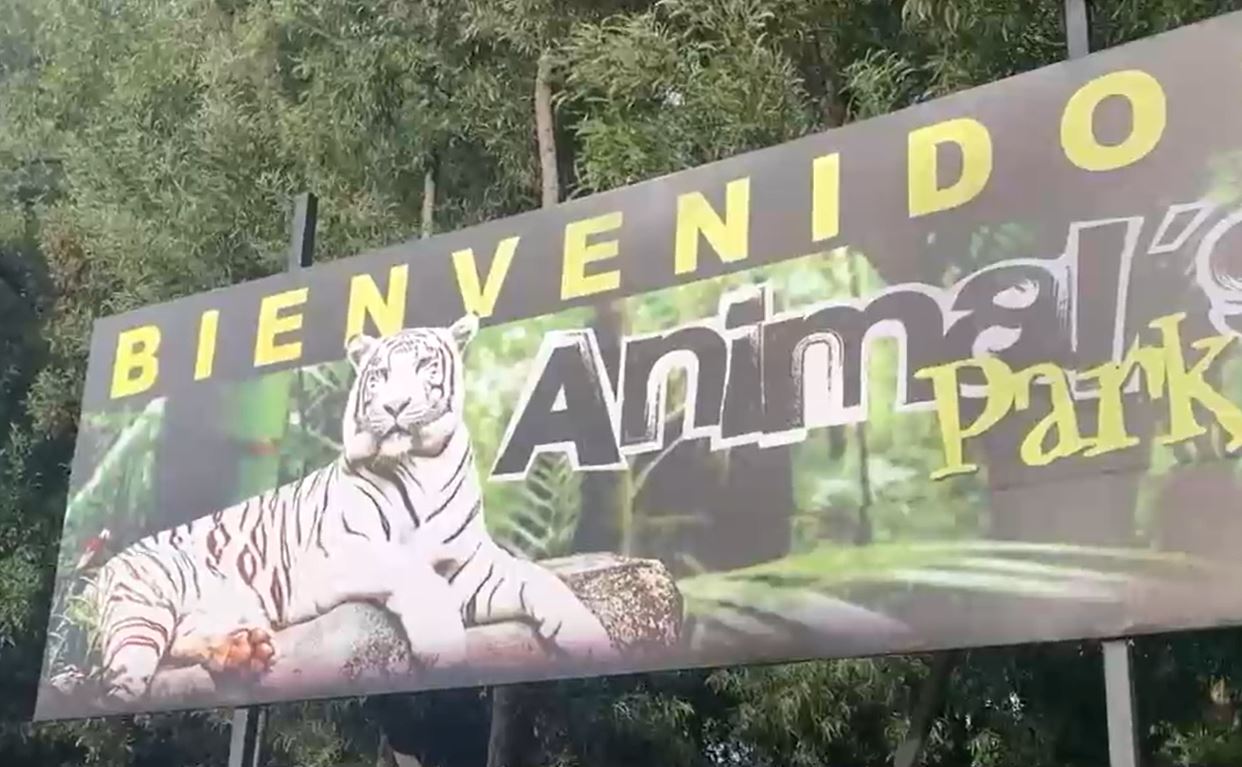 Tigre Ataca A Adulto Mayor En Los Ngeles Debi Ser Internado De