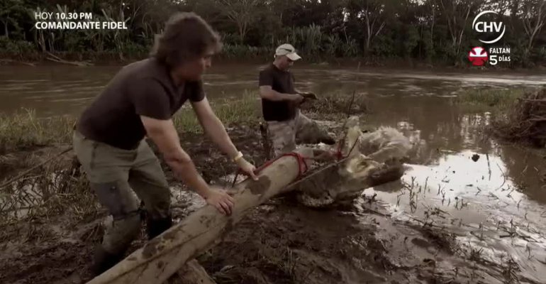 Realizamos una riesgosa captura de un cocodrilo para efectuar un examen  extremo - Parte 2 - Chilevisión