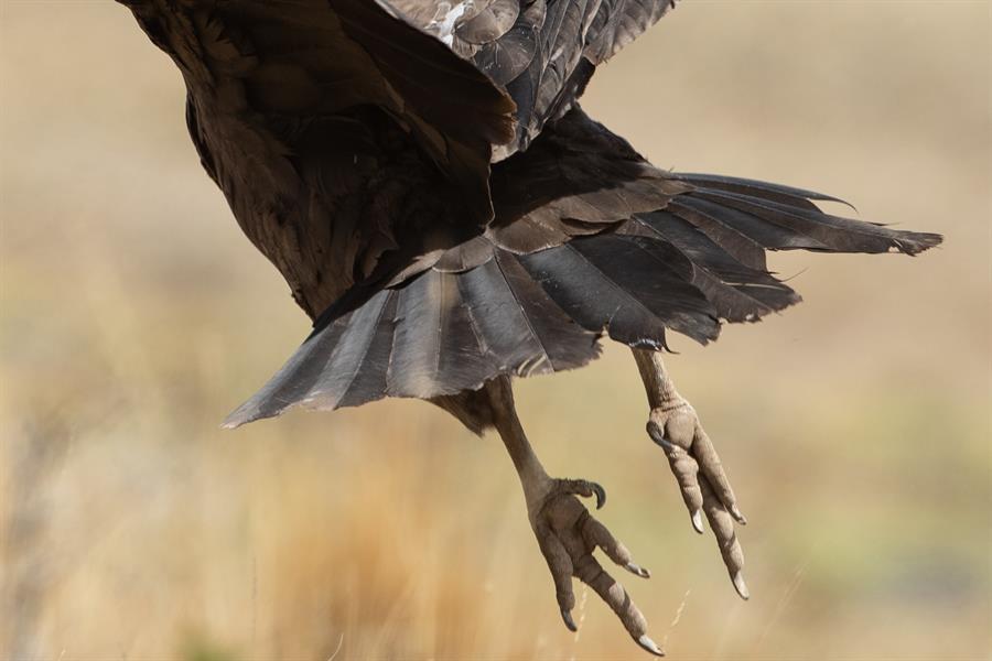 Liberación cóndor Patagonia